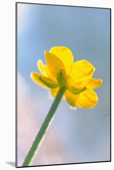 Creeping Buttercup Flower Against Sky-null-Mounted Photographic Print