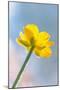 Creeping Buttercup Flower Against Sky-null-Mounted Photographic Print