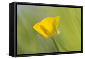 Creeping Buttercup Flower-null-Framed Stretched Canvas