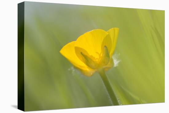Creeping Buttercup Flower-null-Stretched Canvas