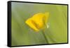 Creeping Buttercup Flower-null-Framed Stretched Canvas