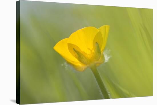 Creeping Buttercup Flower-null-Stretched Canvas