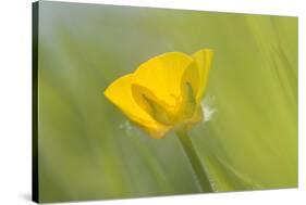 Creeping Buttercup Flower-null-Stretched Canvas