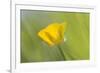 Creeping Buttercup Flower-null-Framed Photographic Print