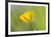 Creeping Buttercup Flower-null-Framed Photographic Print