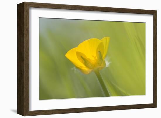 Creeping Buttercup Flower-null-Framed Photographic Print