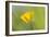 Creeping Buttercup Flower-null-Framed Photographic Print