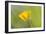 Creeping Buttercup Flower-null-Framed Photographic Print