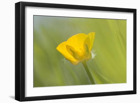 Creeping Buttercup Flower-null-Framed Photographic Print