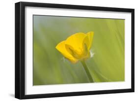 Creeping Buttercup Flower-null-Framed Photographic Print