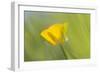 Creeping Buttercup Flower-null-Framed Photographic Print