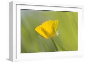 Creeping Buttercup Flower-null-Framed Photographic Print