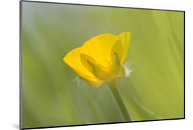 Creeping Buttercup Flower-null-Mounted Photographic Print