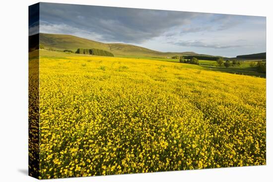 Creeping Buttercup (Ranunculus Repens) in Field, Cromdale, Cairngorms Np, Scotland, UK, June-Mark Hamblin-Stretched Canvas