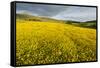 Creeping Buttercup (Ranunculus Repens) in Field, Cromdale, Cairngorms Np, Scotland, UK, June-Mark Hamblin-Framed Stretched Canvas