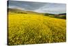 Creeping Buttercup (Ranunculus Repens) in Field, Cromdale, Cairngorms Np, Scotland, UK, June-Mark Hamblin-Stretched Canvas