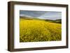 Creeping Buttercup (Ranunculus Repens) in Field, Cromdale, Cairngorms Np, Scotland, UK, June-Mark Hamblin-Framed Photographic Print