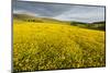 Creeping Buttercup (Ranunculus Repens) in Field, Cromdale, Cairngorms Np, Scotland, UK, June-Mark Hamblin-Mounted Photographic Print