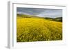 Creeping Buttercup (Ranunculus Repens) in Field, Cromdale, Cairngorms Np, Scotland, UK, June-Mark Hamblin-Framed Photographic Print