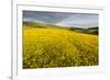 Creeping Buttercup (Ranunculus Repens) in Field, Cromdale, Cairngorms Np, Scotland, UK, June-Mark Hamblin-Framed Photographic Print