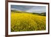 Creeping Buttercup (Ranunculus Repens) in Field, Cromdale, Cairngorms Np, Scotland, UK, June-Mark Hamblin-Framed Photographic Print