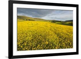 Creeping Buttercup (Ranunculus Repens) in Field, Cromdale, Cairngorms Np, Scotland, UK, June-Mark Hamblin-Framed Photographic Print