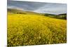 Creeping Buttercup (Ranunculus Repens) in Field, Cromdale, Cairngorms Np, Scotland, UK, June-Mark Hamblin-Mounted Photographic Print