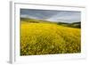 Creeping Buttercup (Ranunculus Repens) in Field, Cromdale, Cairngorms Np, Scotland, UK, June-Mark Hamblin-Framed Photographic Print