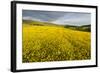Creeping Buttercup (Ranunculus Repens) in Field, Cromdale, Cairngorms Np, Scotland, UK, June-Mark Hamblin-Framed Photographic Print