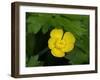 Creeping Buttercup-Jamie & Judy Wild-Framed Photographic Print