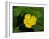 Creeping Buttercup-Jamie & Judy Wild-Framed Photographic Print