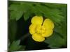 Creeping Buttercup-Jamie & Judy Wild-Mounted Photographic Print