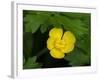 Creeping Buttercup-Jamie & Judy Wild-Framed Photographic Print