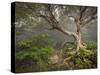 Creepy Fairytale Tree Spooky Forest Fog Appalachian Nc Fantasy Landscape-daveallenphoto-Stretched Canvas