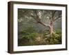 Creepy Fairytale Tree Spooky Forest Fog Appalachian Nc Fantasy Landscape-daveallenphoto-Framed Photographic Print