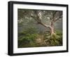 Creepy Fairytale Tree Spooky Forest Fog Appalachian Nc Fantasy Landscape-daveallenphoto-Framed Photographic Print