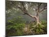 Creepy Fairytale Tree Spooky Forest Fog Appalachian Nc Fantasy Landscape-daveallenphoto-Mounted Photographic Print