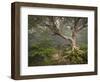 Creepy Fairytale Tree Spooky Forest Fog Appalachian Nc Fantasy Landscape-daveallenphoto-Framed Photographic Print