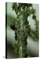 Crematogaster Scutellaris - Ants with Aphids-Paul Starosta-Stretched Canvas