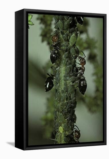 Crematogaster Scutellaris - Ants with Aphids-Paul Starosta-Framed Stretched Canvas