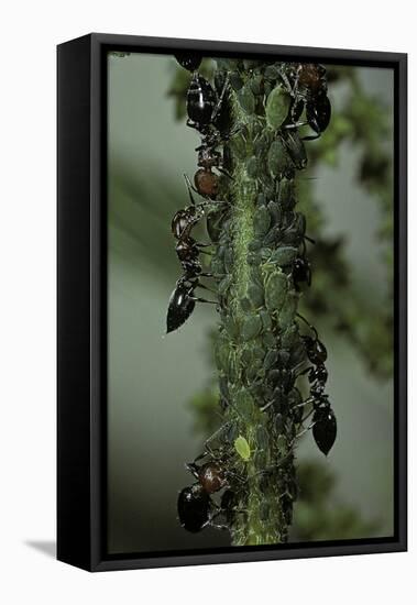 Crematogaster Scutellaris - Ants with Aphids-Paul Starosta-Framed Stretched Canvas
