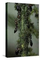 Crematogaster Scutellaris - Ants with Aphids-Paul Starosta-Stretched Canvas