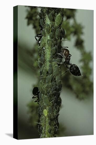 Crematogaster Scutellaris - Ants with Aphids-Paul Starosta-Stretched Canvas