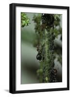 Crematogaster Scutellaris - Ants with Aphids-Paul Starosta-Framed Photographic Print