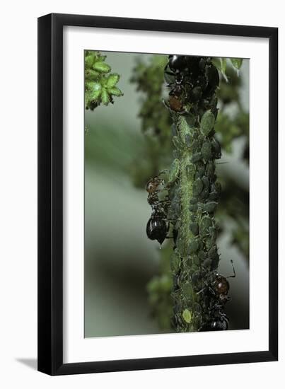 Crematogaster Scutellaris - Ants with Aphids-Paul Starosta-Framed Photographic Print