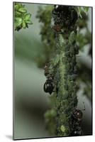 Crematogaster Scutellaris - Ants with Aphids-Paul Starosta-Mounted Photographic Print