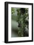 Crematogaster Scutellaris - Ants with Aphids-Paul Starosta-Framed Photographic Print