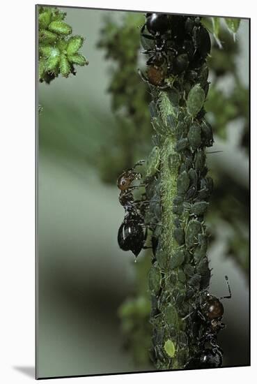 Crematogaster Scutellaris - Ants with Aphids-Paul Starosta-Mounted Photographic Print