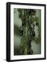 Crematogaster Scutellaris - Ants with Aphids-Paul Starosta-Framed Photographic Print