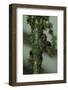 Crematogaster Scutellaris - Ants with Aphids-Paul Starosta-Framed Photographic Print